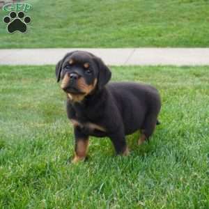 Axel, Rottweiler Puppy